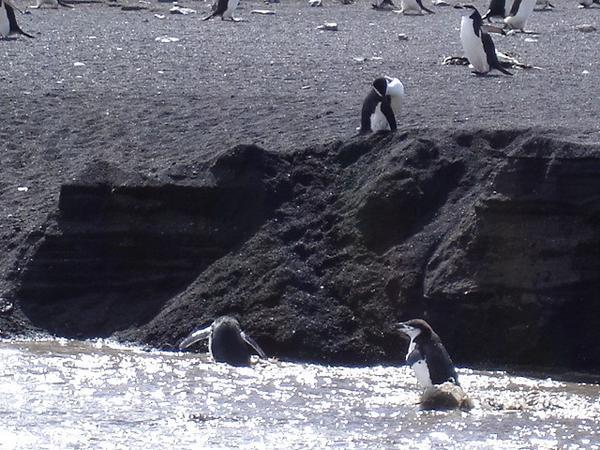 Chinstrap penguins struggle against the current of the stream on Deception Island
