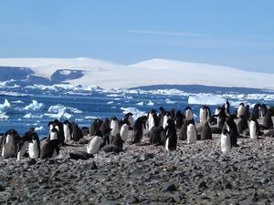 Devils Island - Adelie Penguins