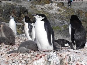 Chinstrap Penguins at Hannah point