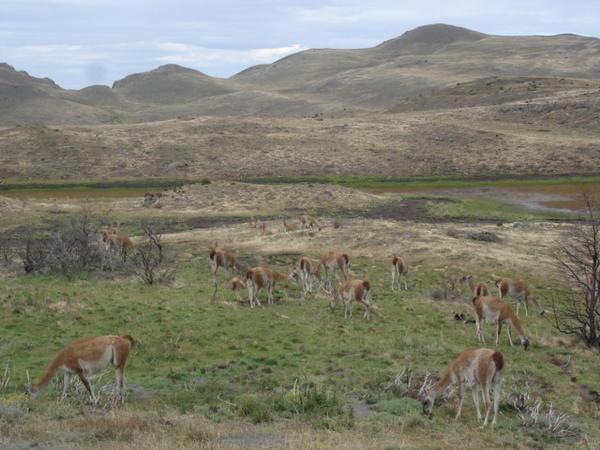 Guanocos (Lama guanicoe) in the Parque Nacional  Torres Del Paine
