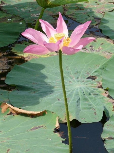 Lotus Flower  -  West Lake