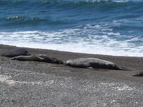 Elephant Seals, Peninsula Valdes