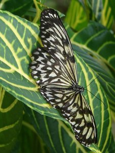 Butterfly farm, Bohol