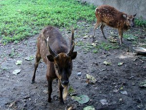 Visayan Spotted Deer at Negros Forest and Ecological Foundation, Negros