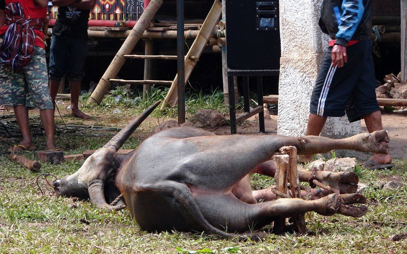 One of the many Buffaloes sacrificed at a Funeral Ceremony