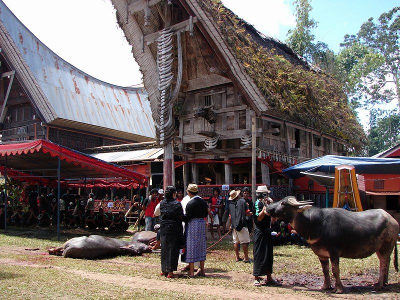 Funeral, Tana Toraja Sulawesi