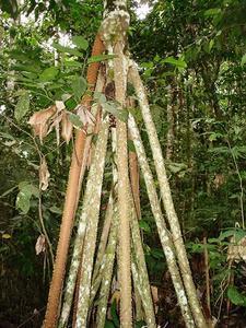 'Walking tree' - Amazon rainforrest