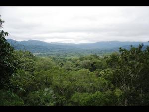 Amazon rainforrest