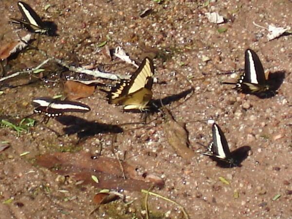 More butterflies!