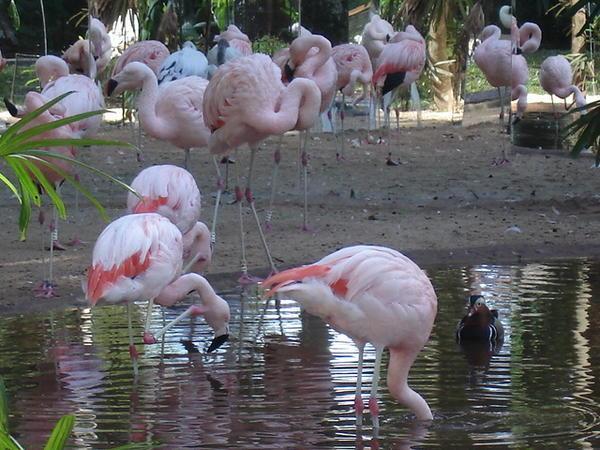 Flamingoes in Foz do Aguacu bird santuary