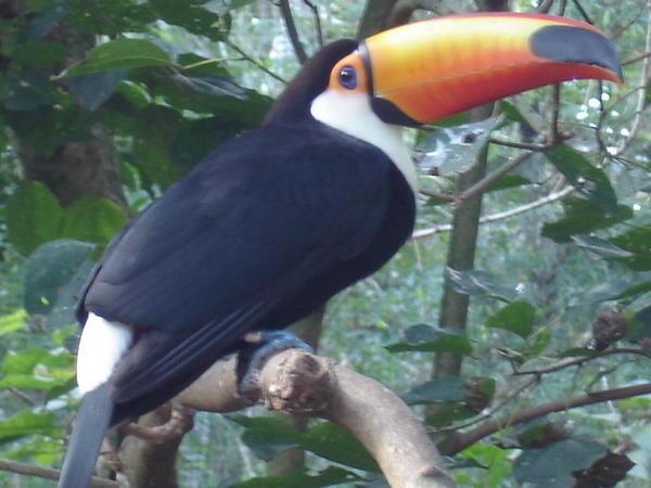 Tucon in Foz do Iguacu bird santuary