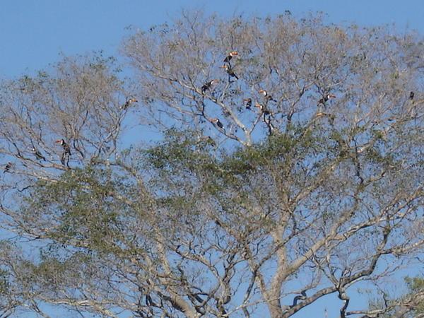 A tree full of Tucons, the Pantanal
