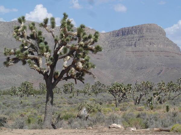Joshua Tree, Arizona