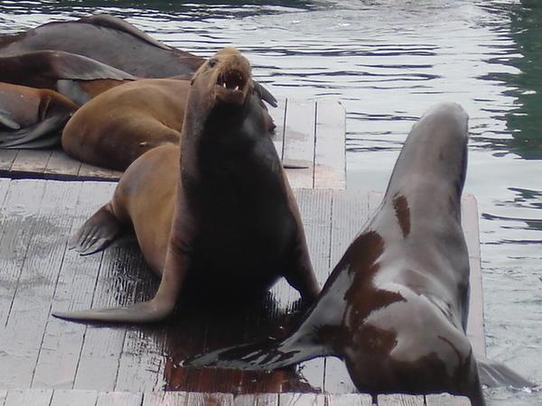 Seals at Fishermans' Wharf, San Francisco