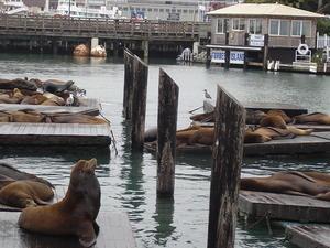 Seals at Fishermans' Wharf, San Francisco