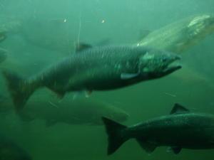 Migrating Salmon, Seattle