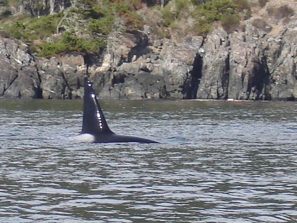 Orca (Killer Whale), near Victoria