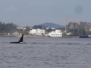 Orca (Killer Whale) off the coast of Victoria