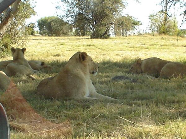 Lions - Lion Park