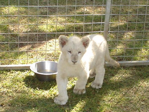 Lion cub - Lion Park