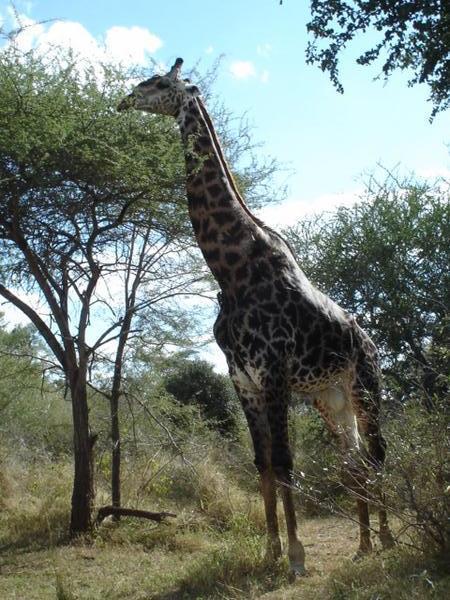 Kruger Park - Giraffe