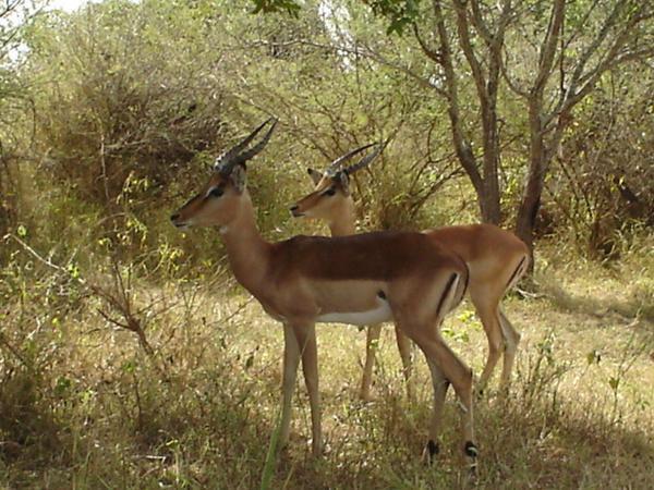 Kruger Park - Impala