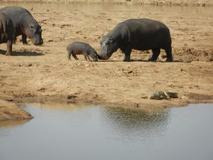 Hippo mama and baby