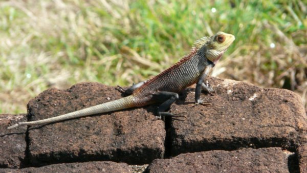 Chameleon at Sigiriyia