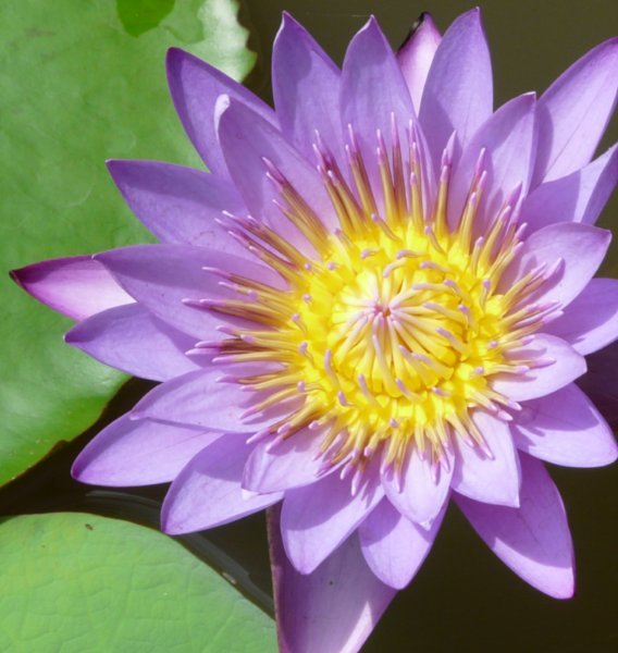 blue-star-water-lily-or-blue-lotus-flower-nymphaea-stellata-national