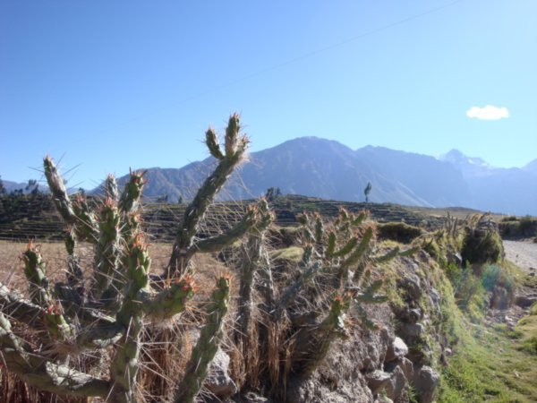 Sights in Colca