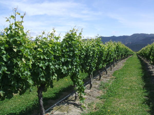 Marlbrough wineries