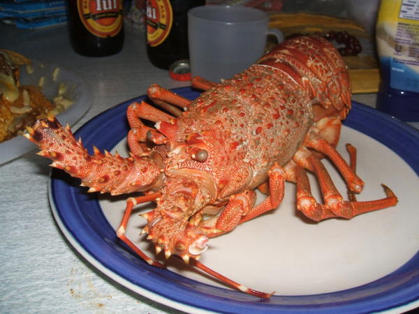 Lobster!