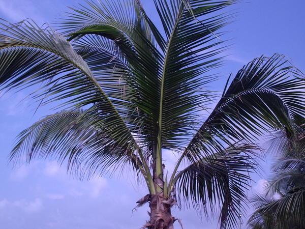 palm trees line the coast