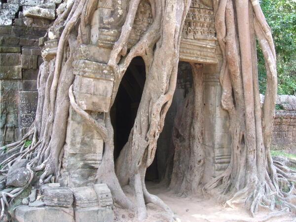 tree roots engolf the temples