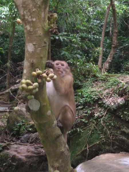 cheeky monkey at erawan waterfalls