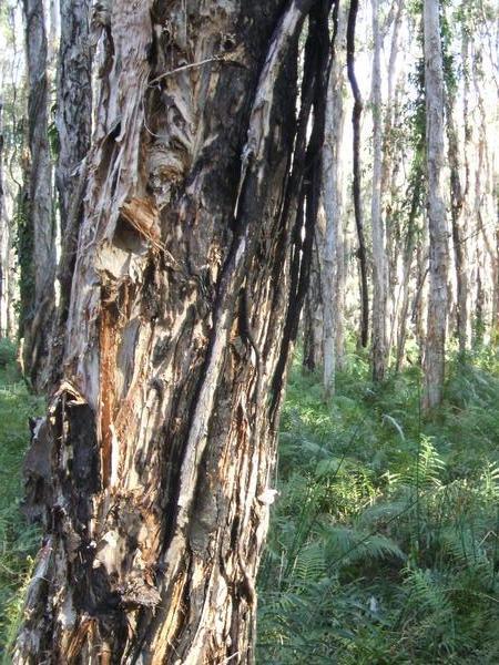 trees bearing the scars from bush fires