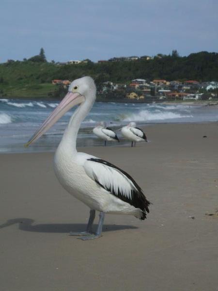 'ya pelican