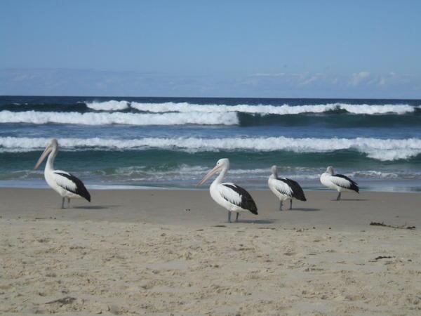 'ya pelicans