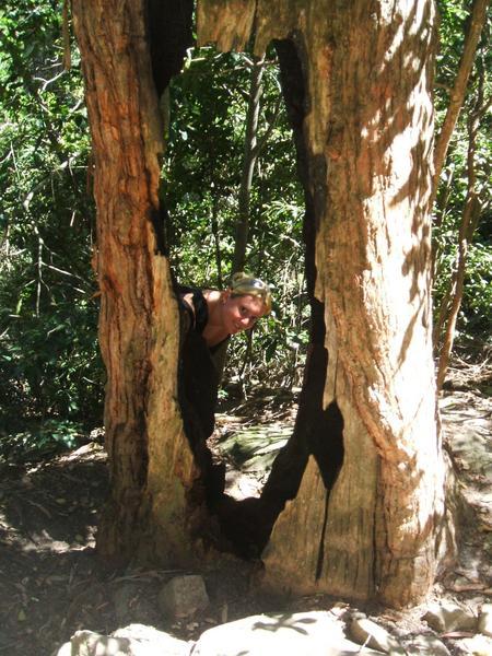 holey tree trunks batman