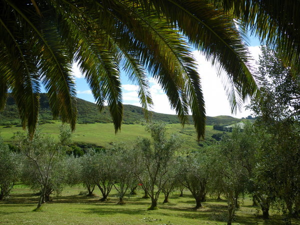 Palm and olive trees