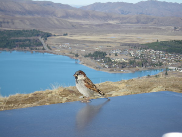 Friendly Bird On Mt John