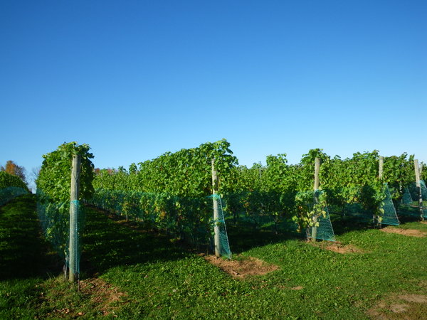 A Nova Scotia Vineyard