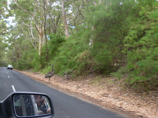 Wild Emu's On The Cave Road