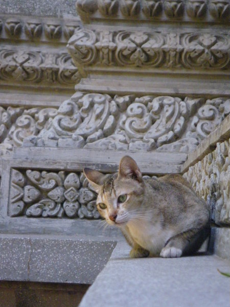 A Cat At The Temple