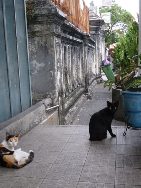 Cats Hanging Out