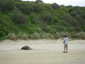 Raphael And A Sea Lion, South Island, NZ