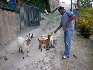 A Man And His Goats, Cameron Highlands, Malaysia