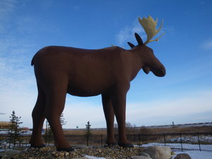 A Giant Moose In Moose Jaw, Saskatchewan 