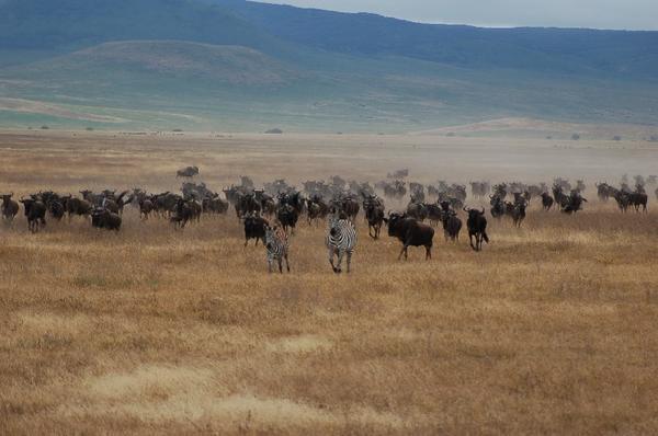 wildebeest and zebra stampede