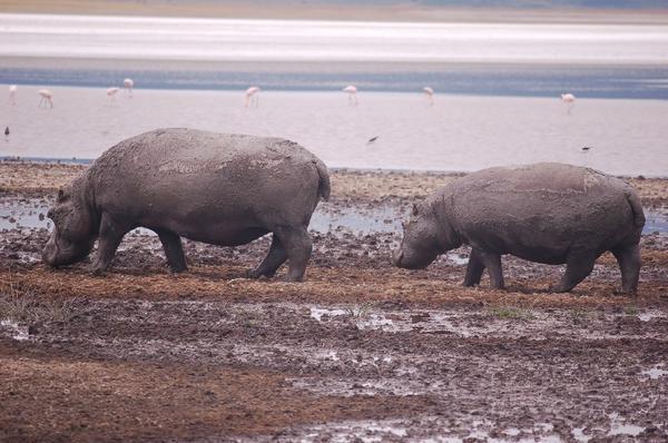 hippos and flamingos